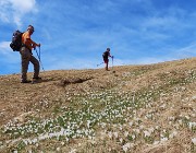 47 Ancora distese di crocus